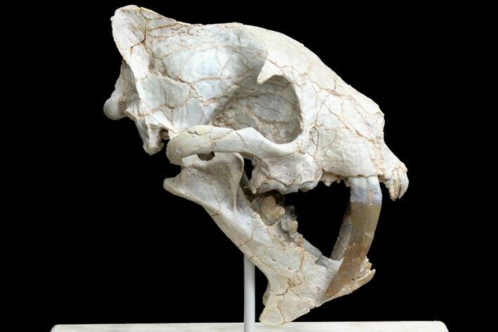 False Saber-Tooth Cat (Hoplophoneus) Skull - South Dakota #78249